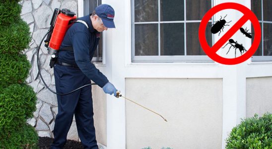 Söke Hamam Böceği İlaçlama böcek ilaçlama ve haşere kontrolü — ilaclama-tr.com